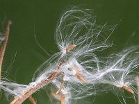 Epilobium palustre 9, Moerasbasterdwederik, Saxifraga-Rutger Barendse