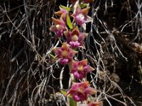 Epipactis atrorubens 26, Bruinrode wespenorchis, Saxifraga-Ed Stikvoort