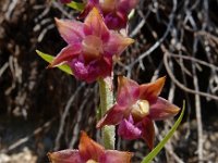 Epipactis atrorubens 29, Bruinrode wespenorchis, Saxifraga-Ed Stikvoort