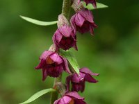 Epipactis atrorubens 7, Bruinrode wespenorchis, Saxifraga-Dirk Hilbers