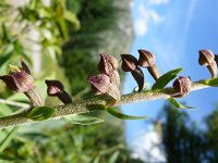 Epipactus atrorubens 36, Bruinrode wespenorchis, Saxifraga-Tom Heijnen