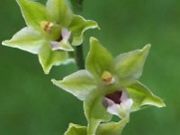 Epipactis muelleri 15, Geelgroene wespenorchis, Saxifraga-Hans Dekker