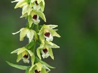 Epipactis muelleri 16, Geelgroene wespenorchis, Saxifraga-Hans Dekker