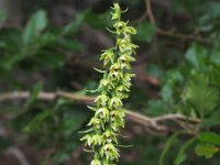 Epipactis muelleri 20, Geelgroene wespenorchis, Saxifraga-Hans Dekker