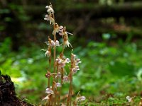 Epipogium aphyllum 4, Spookorchis, Saxifraga-Hans Dekker