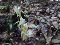 Epipogium aphyllum 11, Spookorchis, Saxifraga-Ed Stikvoort