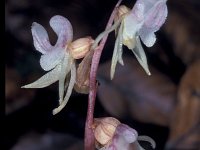 Epipogium aphyllum 2, Spookorchis, Saxifraga-Hans Dekker