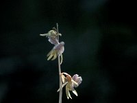 Epipogium aphyllum 5, Spookorchis, Saxifraga-Jan van der Straaten