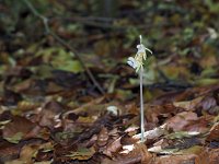 Epipogium aphyllum 6, Spookorchis, Saxifraga-Hans Dekker