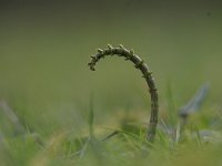 Equisetum arvense 27, Heermoes, Saxifraga-Luuk Vermeer