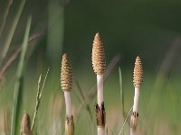 Equisetum arvense 28, Heermoes, Saxifraga-Luuk Vermeer