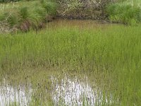 Equisetum fluviatile 101, Holpijp, Saxifraga-Jan Nijendijk