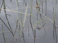 Equisetum fluviatile 104, Holpijp, Saxifraga-Willem van Kruijsbergen