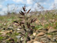 Eragrostis minor, Little Love-grass