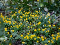 Eranthis hyemalis 40, Winterakoniet, Saxifraga-Luuk Vermeer