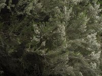 Erica arborea 25, Saxifraga-Willem van Kruijsbergen