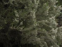 Erica arborea 26, Saxifraga-Willem van Kruijsbergen