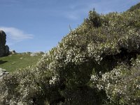 Erica arborea 30, Saxifraga-Willem van Kruijsbergen