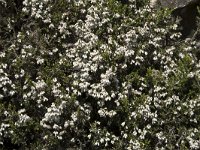 Erica arborea 31, Saxifraga-Willem van Kruijsbergen