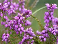 Erica cinerea 26, Rode dophei, Saxifraga-Tom Heijnen