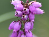 Erica cinerea 27, Rode dophei, Saxifraga-Tom Heijnen