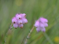 Erica tetralix 72, Gewone dophei, Saxifraga-Luuk Vermeer