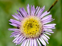 Erigeron alpinus 8, Saxifraga-Sonja Bouwman  Alpine fleabane - Erigeron alpinus - Asteraceae familie; Grote St Bernard pas, Alp Trider (Zw)