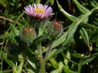 Erigeron caucasicus 11, Saxifraga-Ed Stikvoort