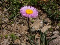 Erigeron caucasicus ssp venustus 2, Saxifraga-Ed Stikvoort