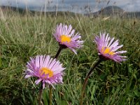 Erigeron caucasicus ssp venustus 3, Saxifraga-Ed Stikvoort