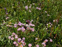 Erigeron caucasicus ssp venustus 4, Saxifraga-Ed Stikvoort