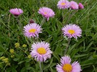 Erigeron caucasicus ssp venustus 6, Saxifraga-Ed Stikvoort