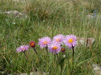 Erigeron caucasicus ssp venustus 8, Saxifraga-Ed Stikvoort