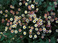 Erigeron karvinskianus 1, Muurfijnstraal, Saxifraga-Piet Zomerdijk