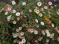 Erigeron karvinskianus 10, Muurfijnstraal, Saxifraga-Ed Stikvoort