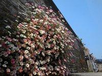 Erigeron karvinskianus 11, Muurfijnstraal, Saxifraga-Ed Stikvoort