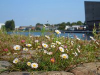 Erigeron karvinskianus 12, Muurfijnstraal, Saxifraga-Ed Stikvoort