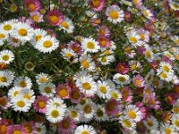 Erigeron karvinskianus 13, Muurfijnstraal, Saxifraga-Ed Stikvoort