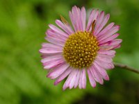 Erigeron karvinskianus 14, Muurfijnstraal, Saxifraga-Ed Stikvoort