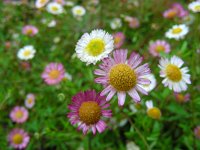 Erigeron karvinskianus 15, Muurfijnstraal, Saxifraga-Ed Stikvoort