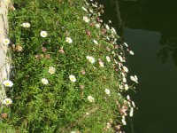 Erigeron karvinskianus 18, Muurfijnstraal, Saxifraga-Rutger Barendse