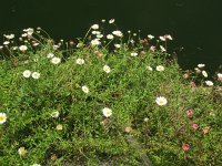 Erigeron karvinskianus 19, Muurfijnstraal, Saxifraga-Rutger Barendse