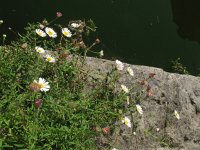 Erigeron karvinskianus 20, Muurfijnstraal, Saxifraga-Rutger Barendse