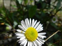 Erigeron karvinskianus 21, Muurfijnstraal, Saxifraga-Rutger Barendse