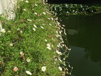 Erigeron karvinskianus 22, Muurfijnstraal, Saxifraga-Rutger Barendse