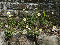 Erigeron karvinskianus 23, Muurfijnstraal, Saxifraga-Rutger Barendse