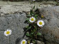 Erigeron karvinskianus 24, Muurfijnstraal, Saxifraga-Rutger Barendse