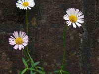 Erigeron karvinskianus 8, Muurfijnstraal, Saxifraga-Ed Stikvoort