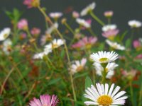 Erigeron karvinskianus 9, Muurfijnstraal, Saxifraga-Ed Stikvoort