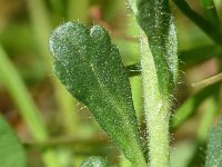 Erinus alpinus 22, Saxifraga-Sonja Bouwman  Alpenleverbalsem - Erinus alpinus - Scrophulariacea familie